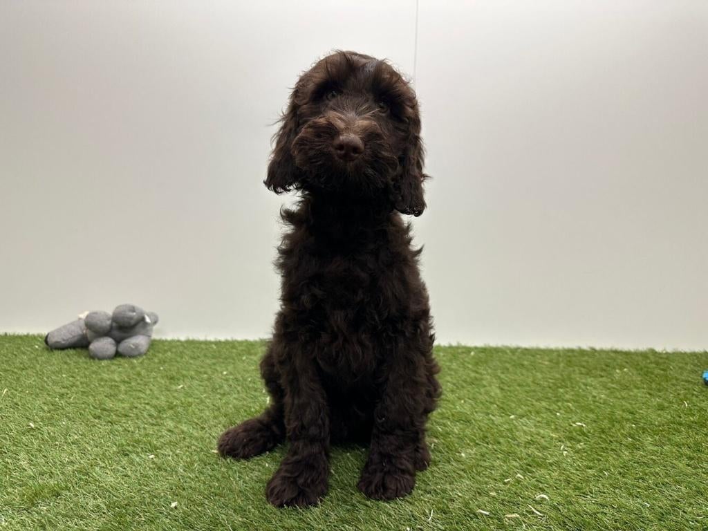 Chiots Cockapoo (F1)