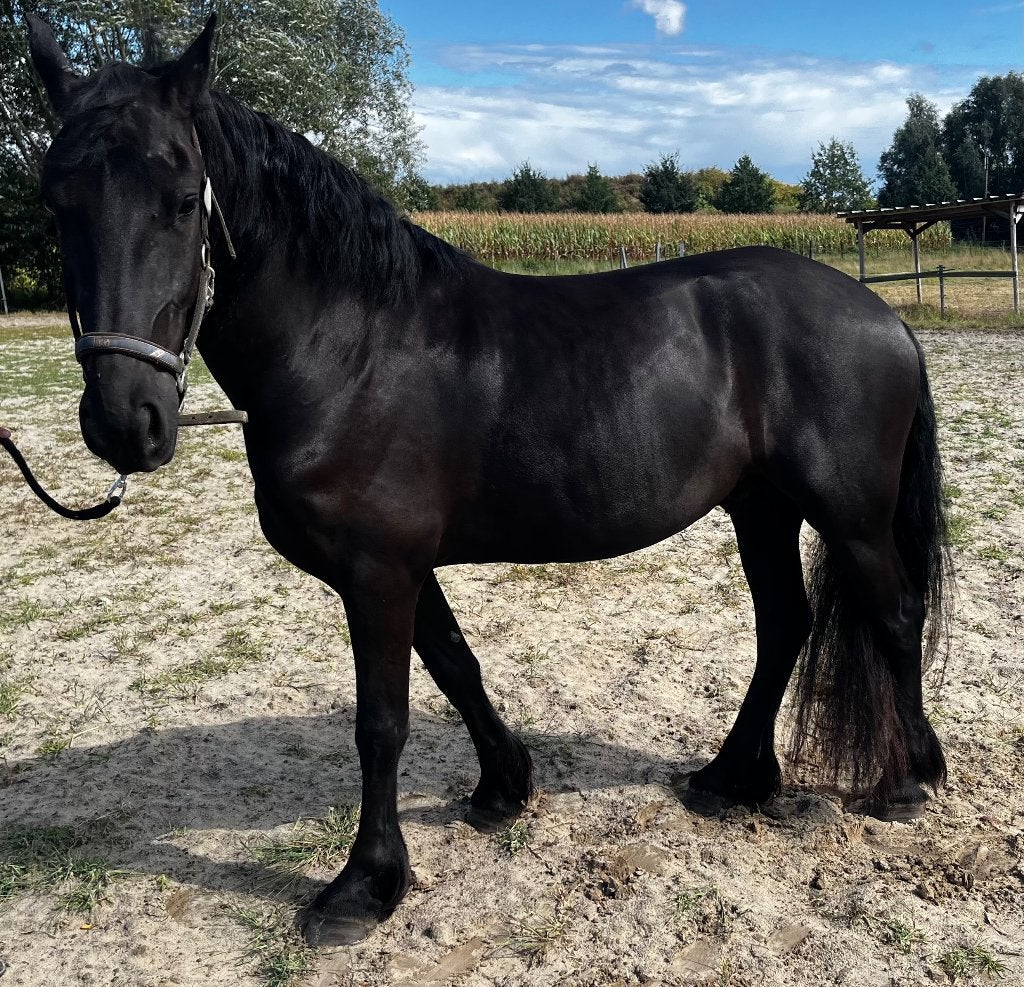 Friese ruin, Met stamboom, Ruin, 3 tot 6 jaar, 160 tot 165 cm