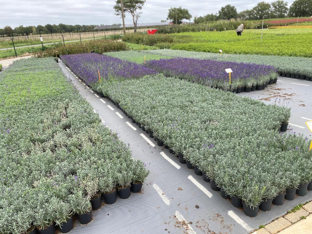 Lavendel, Tuin en Terras, Planten | Tuinplanten, Vaste plant, Ophalen