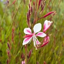Gaura Siskiyou Pink, Tuin en Terras, Planten | Tuinplanten, Ophalen, Halfschaduw
