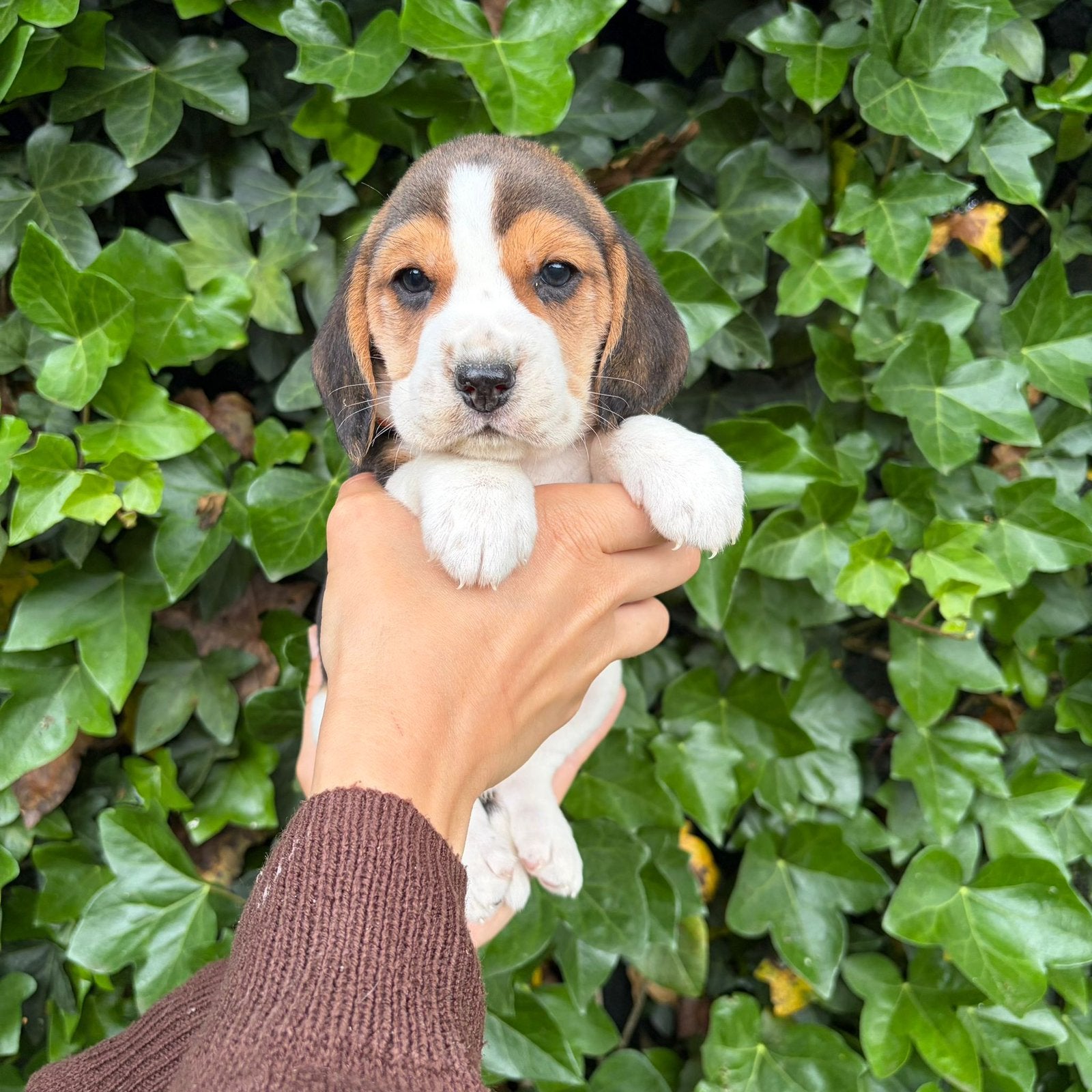 Ondeugende Beagle pups, België, Beagle, 8 tot 15 weken, Meerdere
