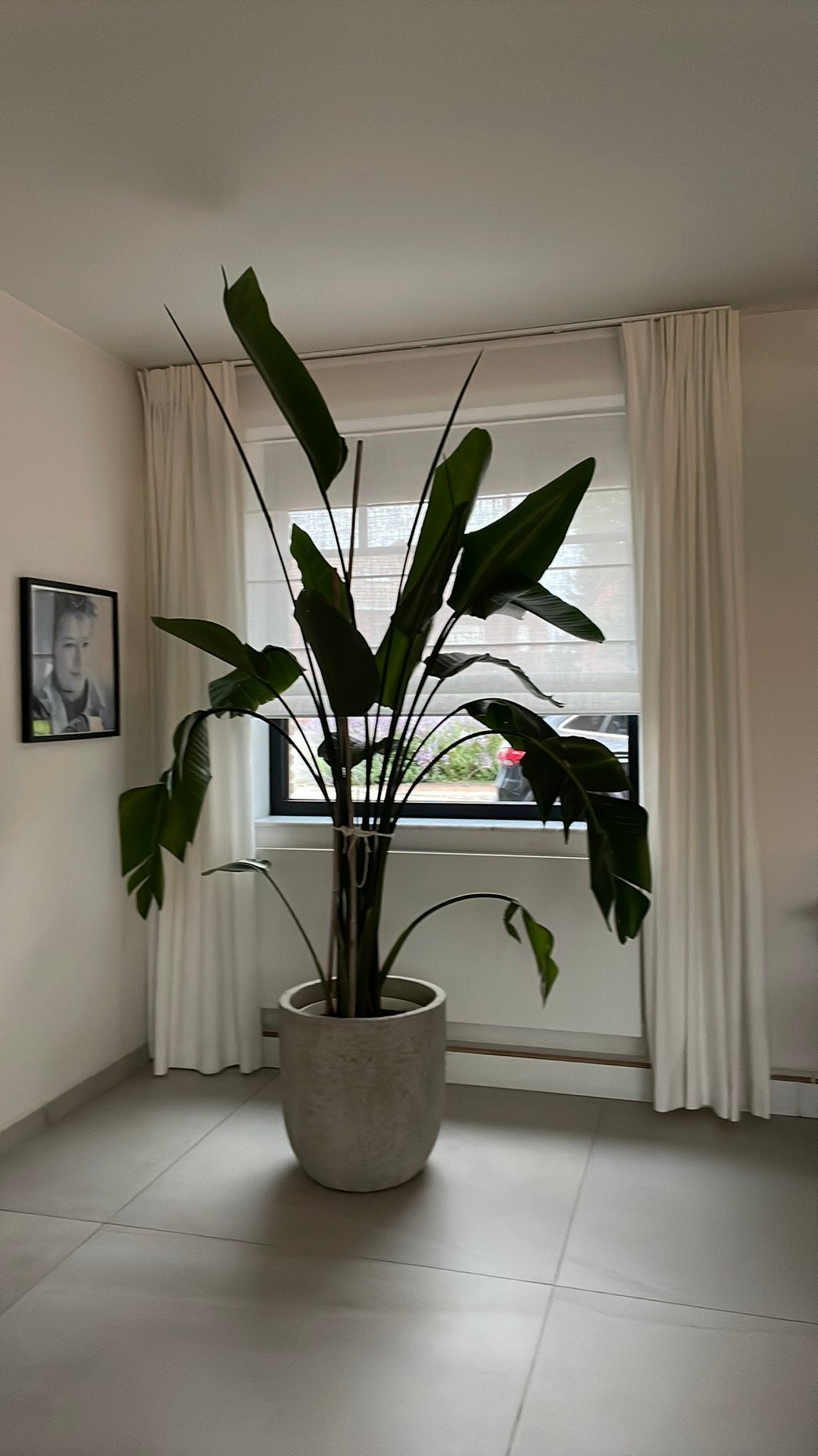 strelitzia +pot, Ophalen