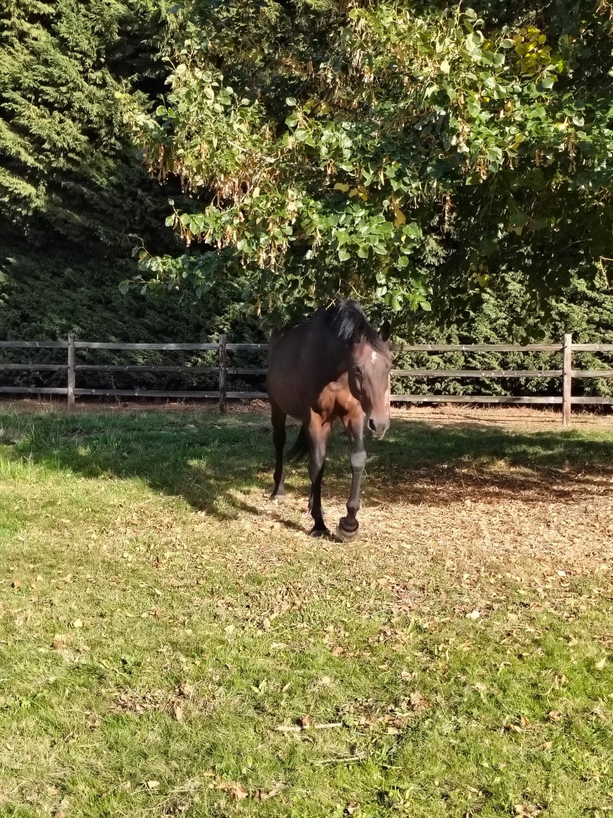 gezelschapspaard/fokmerrie, Dieren en Toebehoren, Merrie, Dressuurpaard, 11 jaar of ouder, 165 tot 170 cm