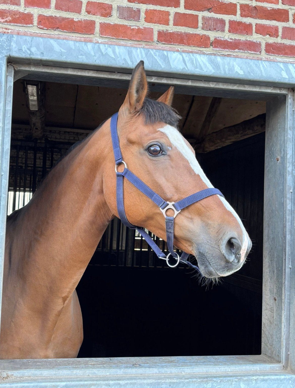 Fokmerrie met goede afstamming, Z, 11 ans ou plus, Avec pedigree, 165 à 170 cm