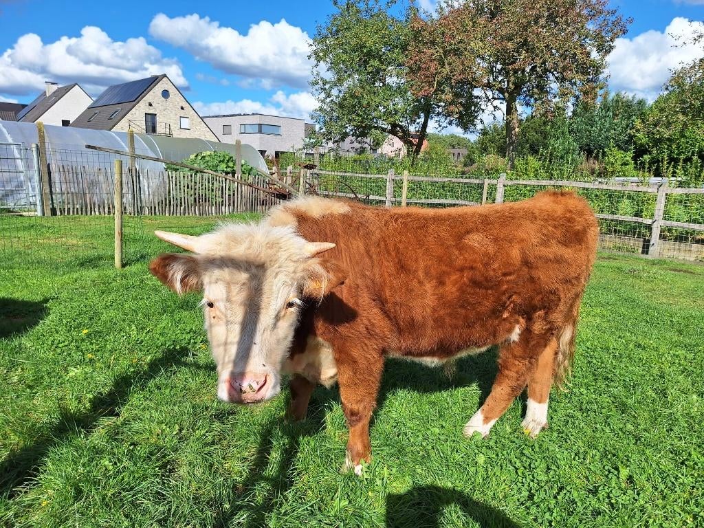 Hereford, Dieren en Toebehoren, Mannelijk