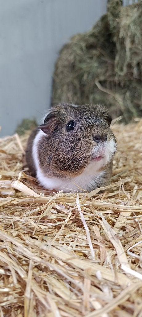Cavia (vrouwelijk), Dieren en Toebehoren, Cavia, Vrouwelijk, Mei, Tam