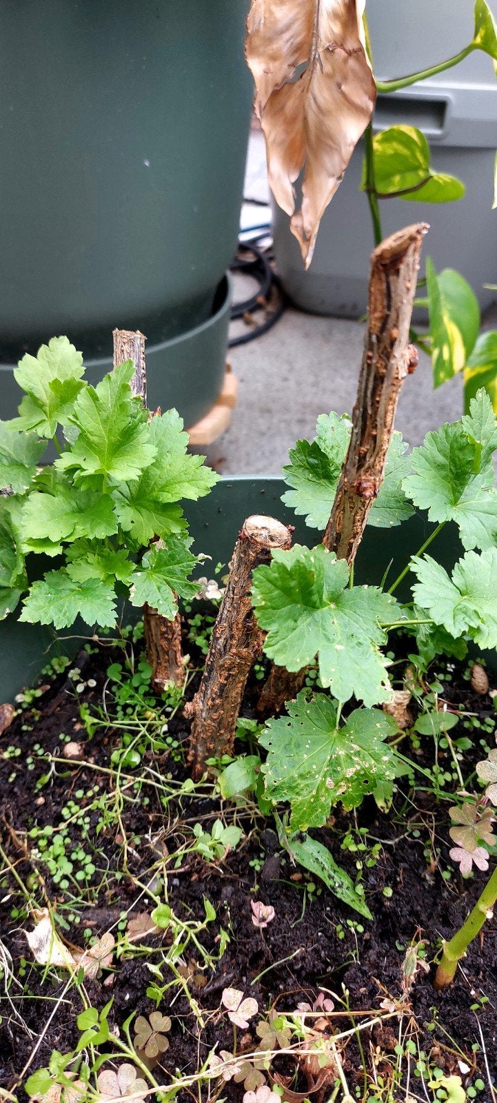 Jostabesplantjes ( Bio), Tuin en Terras, Ophalen
