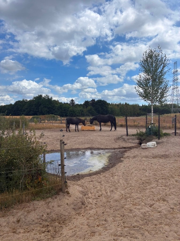 Paddock Paradise te Bornem, Animaux & Accessoires, Box & Pâturages, Pâturage, 1 cheval ou poney