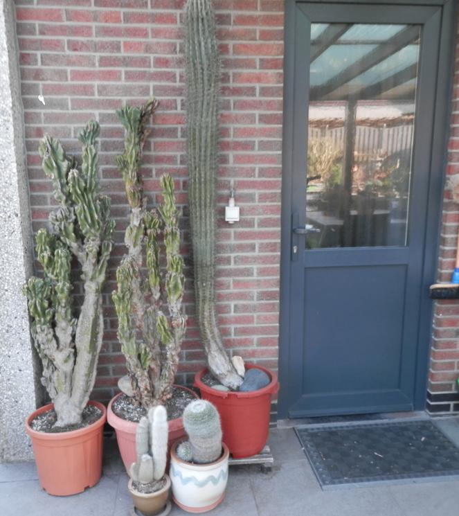 cactussen, Huis en Inrichting, Kamerplanten, Ophalen, 150 tot 200 cm, In pot, Cactus