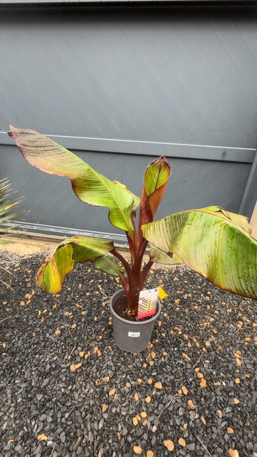 Canna – Plante exotique à grand feuillage décoratif, Jardin & Terrasse, Plantes | Jardin, Été, Enlèvement ou Envoi