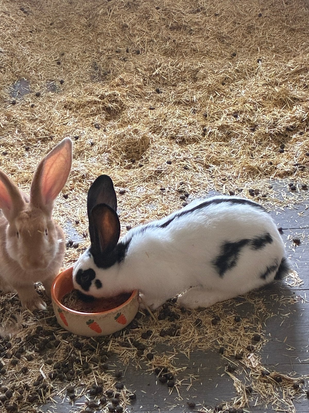 Reuzenvlinder voedster, Dieren en Toebehoren, Konijnen