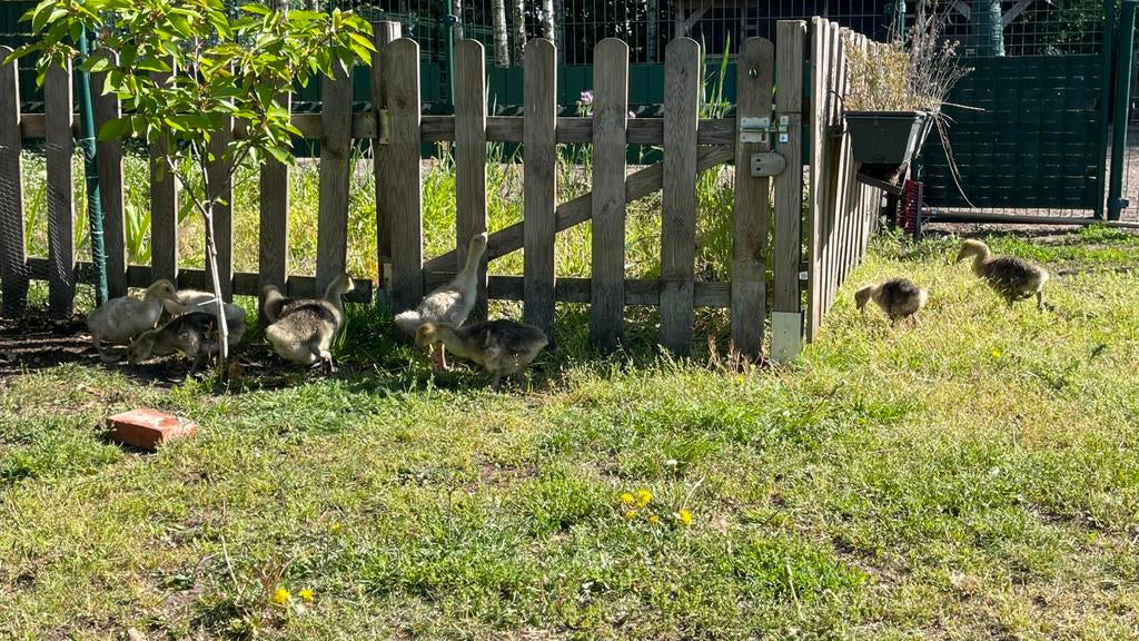 Kuikens gans - eend - brahma, Dieren en Toebehoren, Pluimvee, Gans of Zwaan