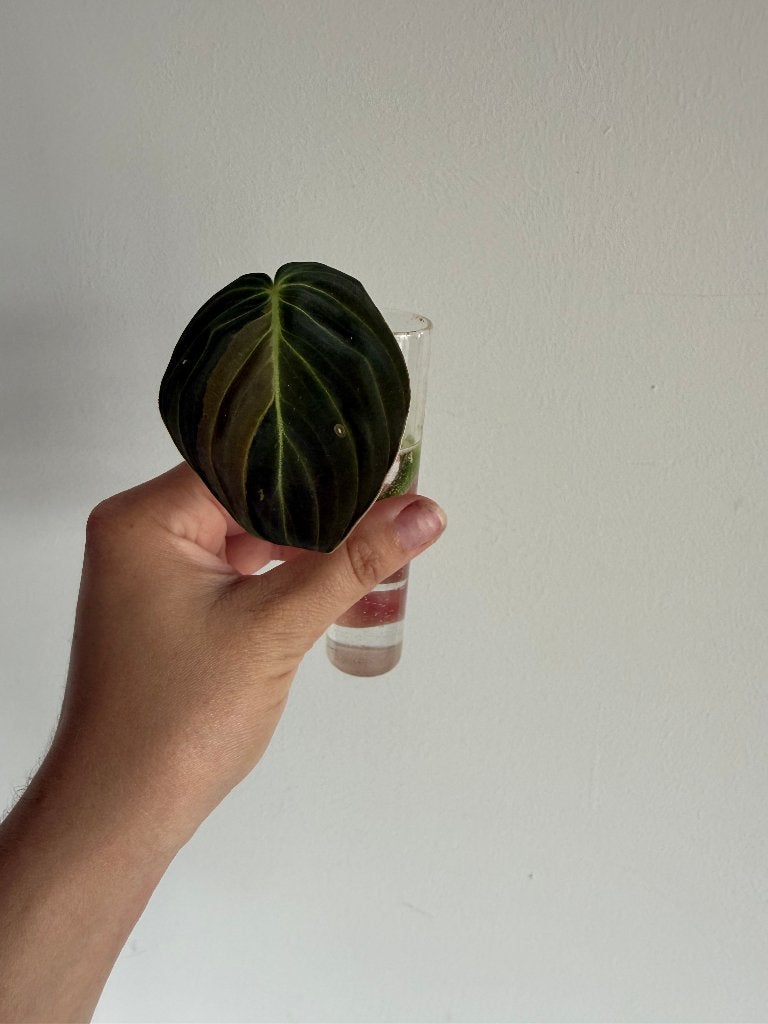 Philodendron Melanochrysum Variegata stekje, Huis en Inrichting, Kamerplanten, Overige soorten, Minder dan 100 cm, Groene kamerplant