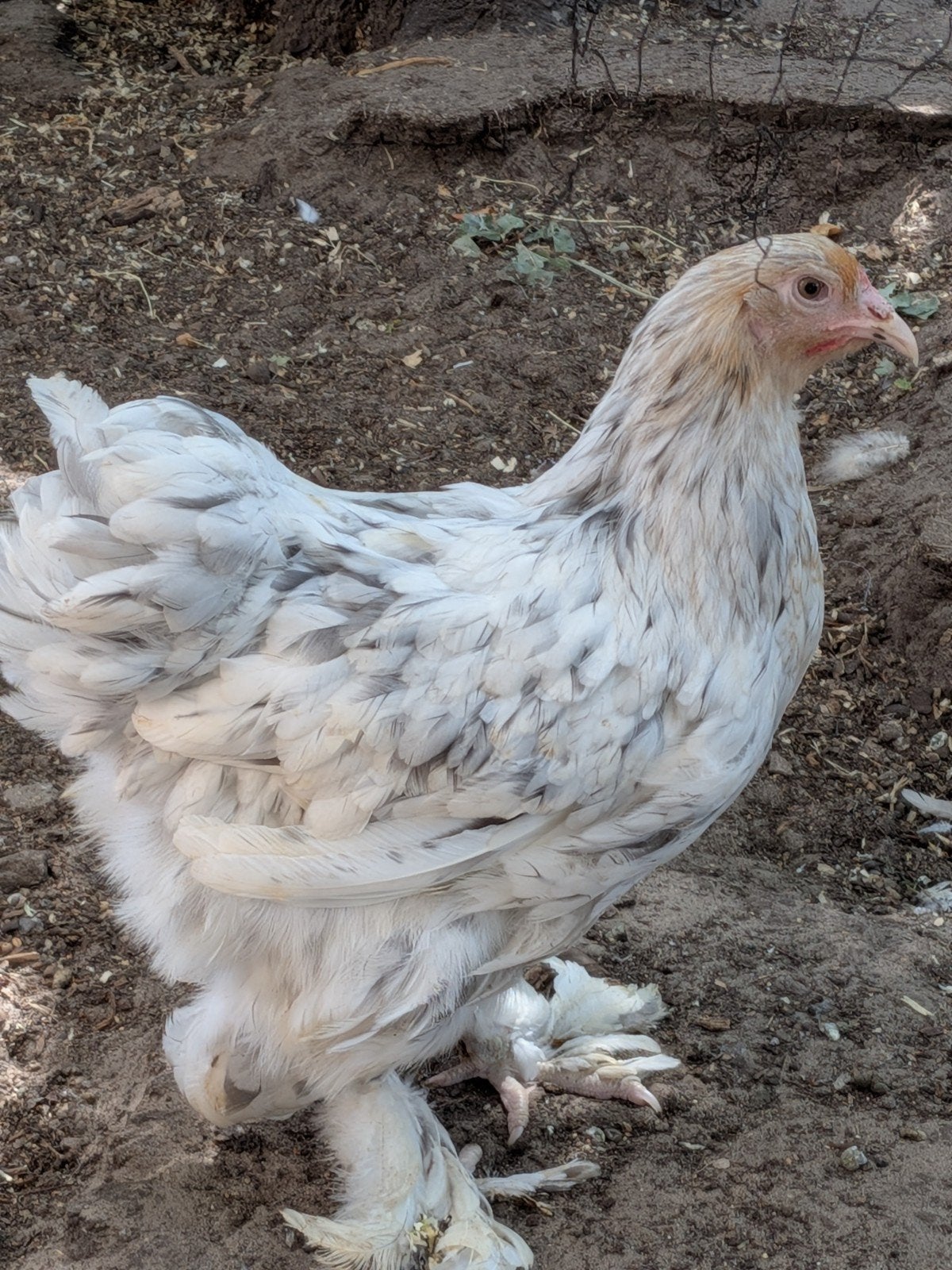 brahma hennen, Dieren en Toebehoren, Pluimvee