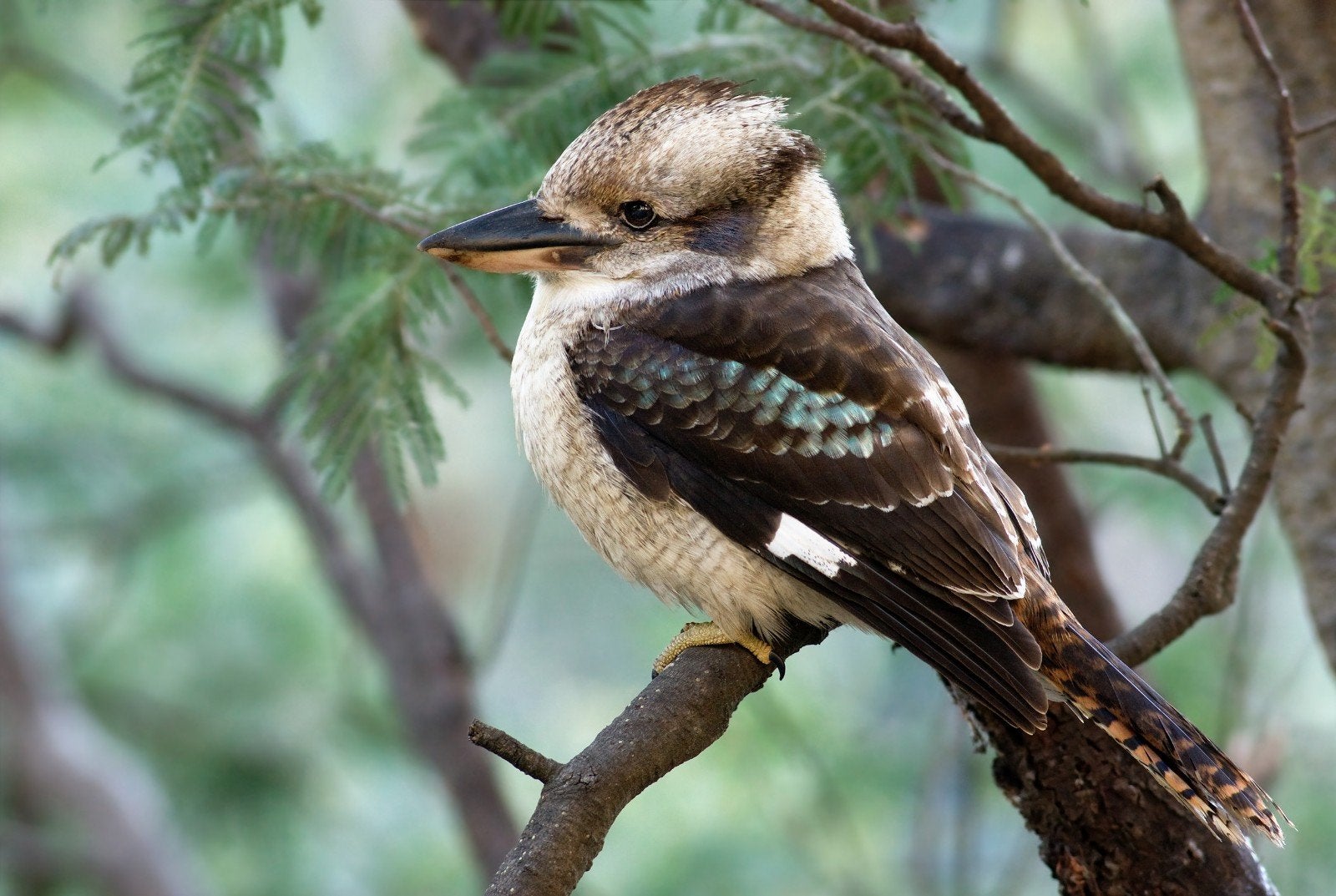 Kookaburra zoekt nieuwe postcode, Animaux & Accessoires, Oiseaux | Oiseaux Autre