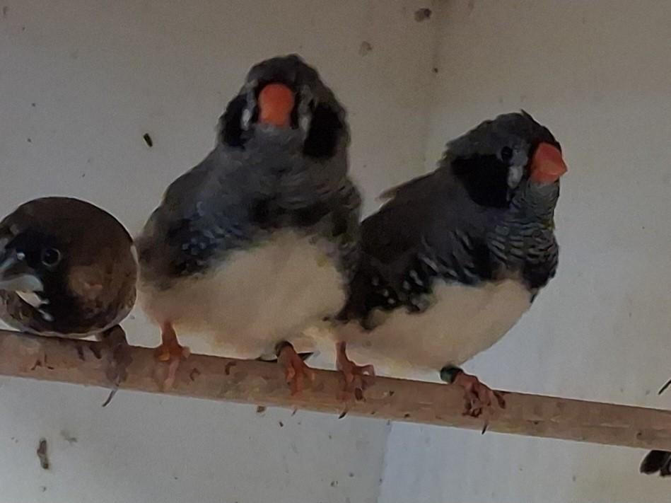 Zwartwang zebravinken, Meerdere dieren, Tropenvogel, Geringd