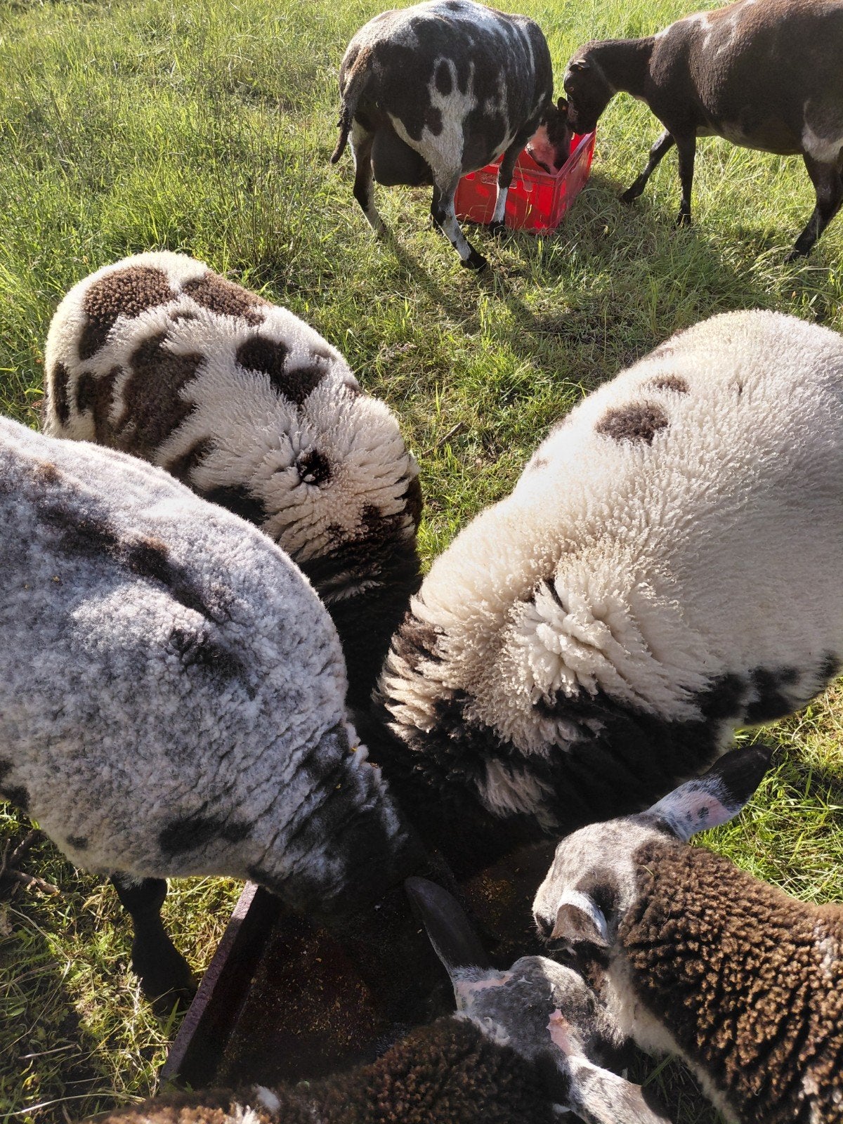 2 mooie baggerbonte ooilammeren, Femelle, Mouton