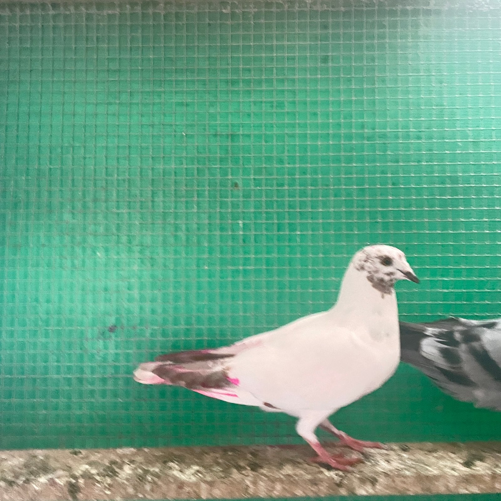poussins Pigeons