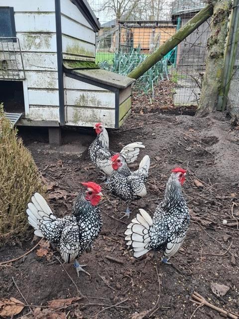 sebright zilver zwart - haan, Dieren en Toebehoren, Pluimvee, Mannelijk, Kip