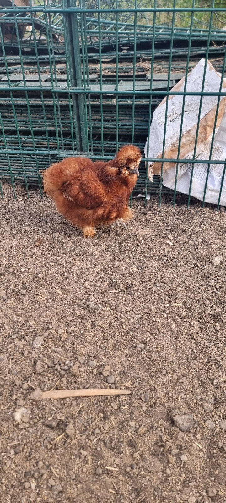 Poules Soie (Silkie), couleur rousse. 25€ pour les deux, Poule ou poulet