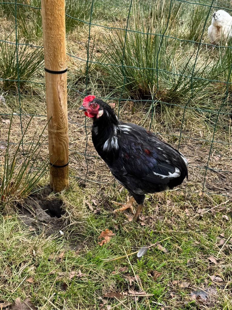 Jonge araucana kruising haan te koop – 23weken, Dieren en Toebehoren, Mannelijk, Kip