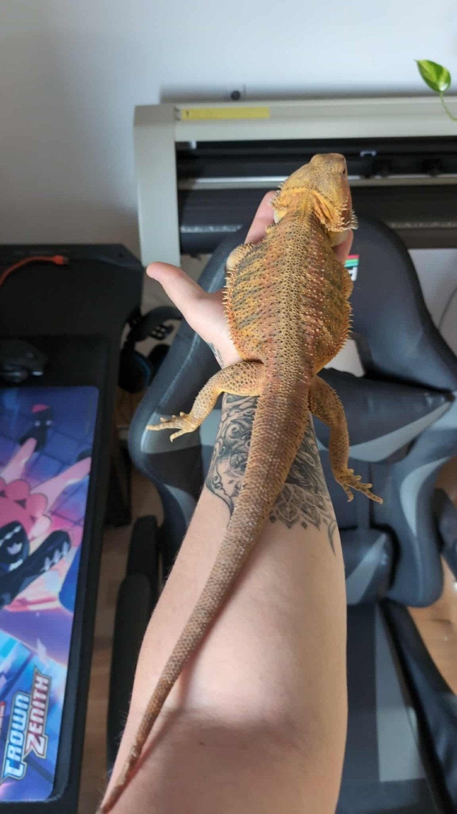 Pogona mal (région de Charleroi.. Belgique), Animaux & Accessoires