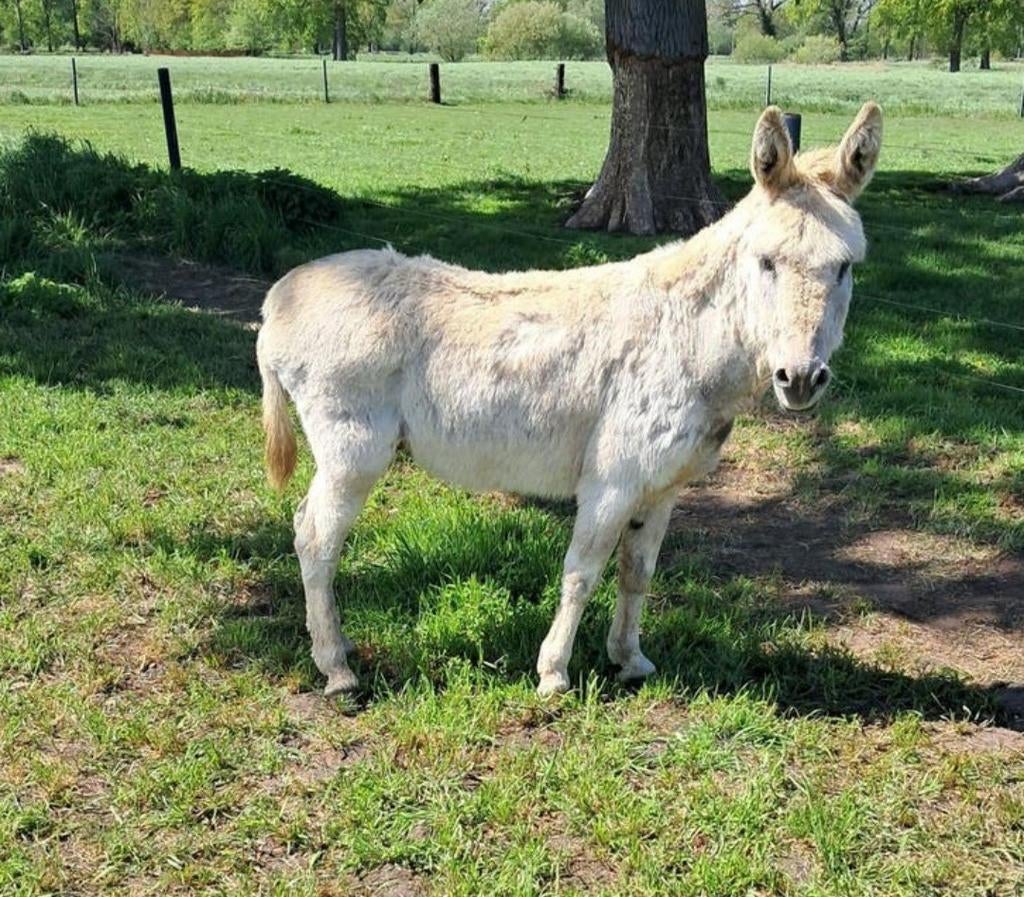Ezel hengst, Dieren en Toebehoren, Overige Dieren, Maart