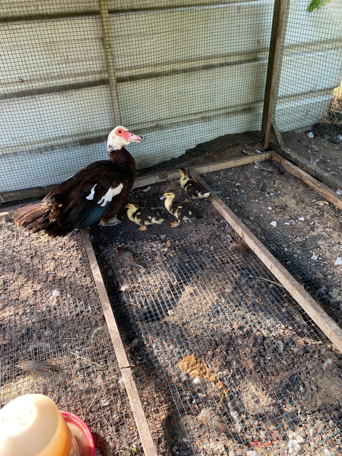 Barberie eend met 3 kuikentjes, Dieren en Toebehoren, Eend