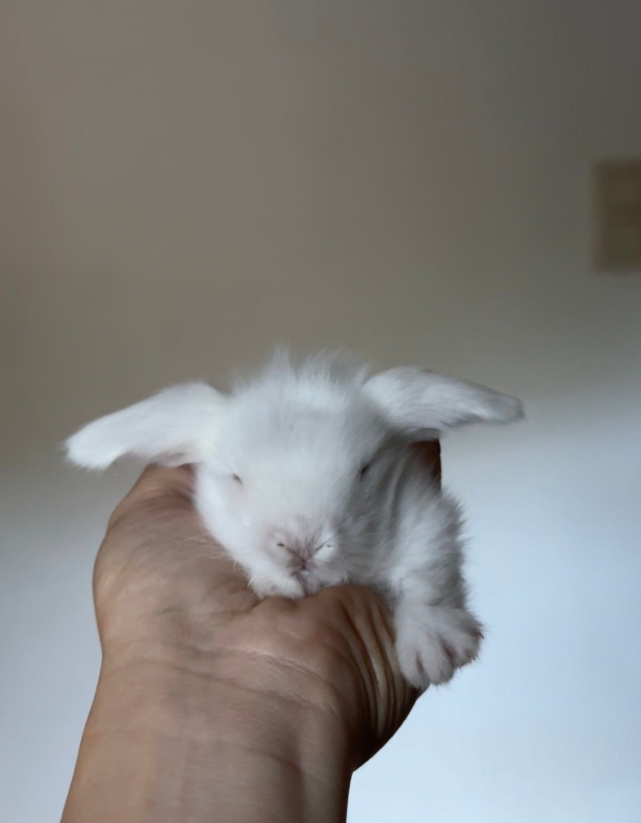 Wit Lionlop voedstertje, Hangoor
