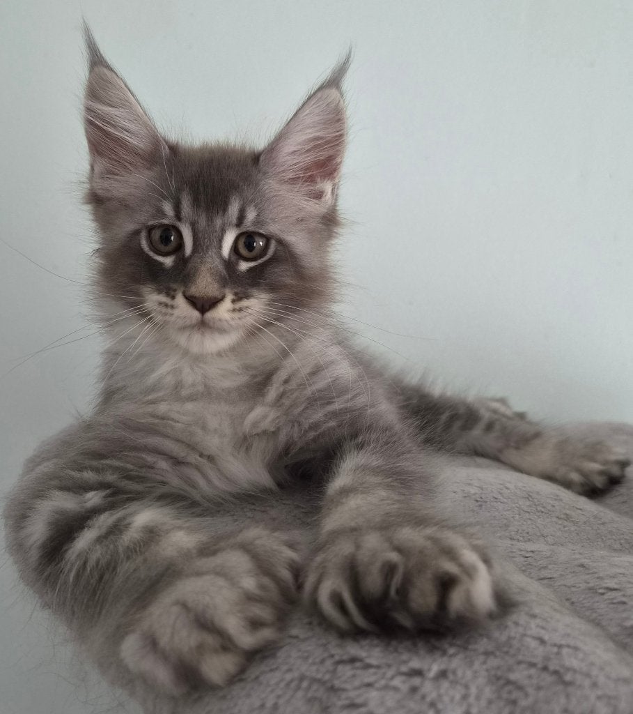 Chatons maine coon né à Belgique 17.04.2026, Animaux & Accessoires, Chats & Chatons | Chats de race | Poil long, Chat, 0 à 2 ans
