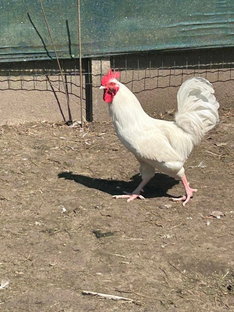 Coq croisé Ga Mong 2025