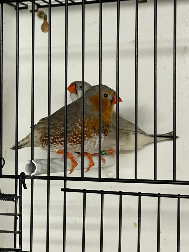 Koppel oranjeborst zwartborst zebravinken, Dieren en Toebehoren, Meerdere dieren, Tropenvogel, Geringd