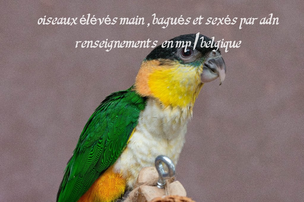 caique eam, Vrouwelijk, Papegaai, Pratend