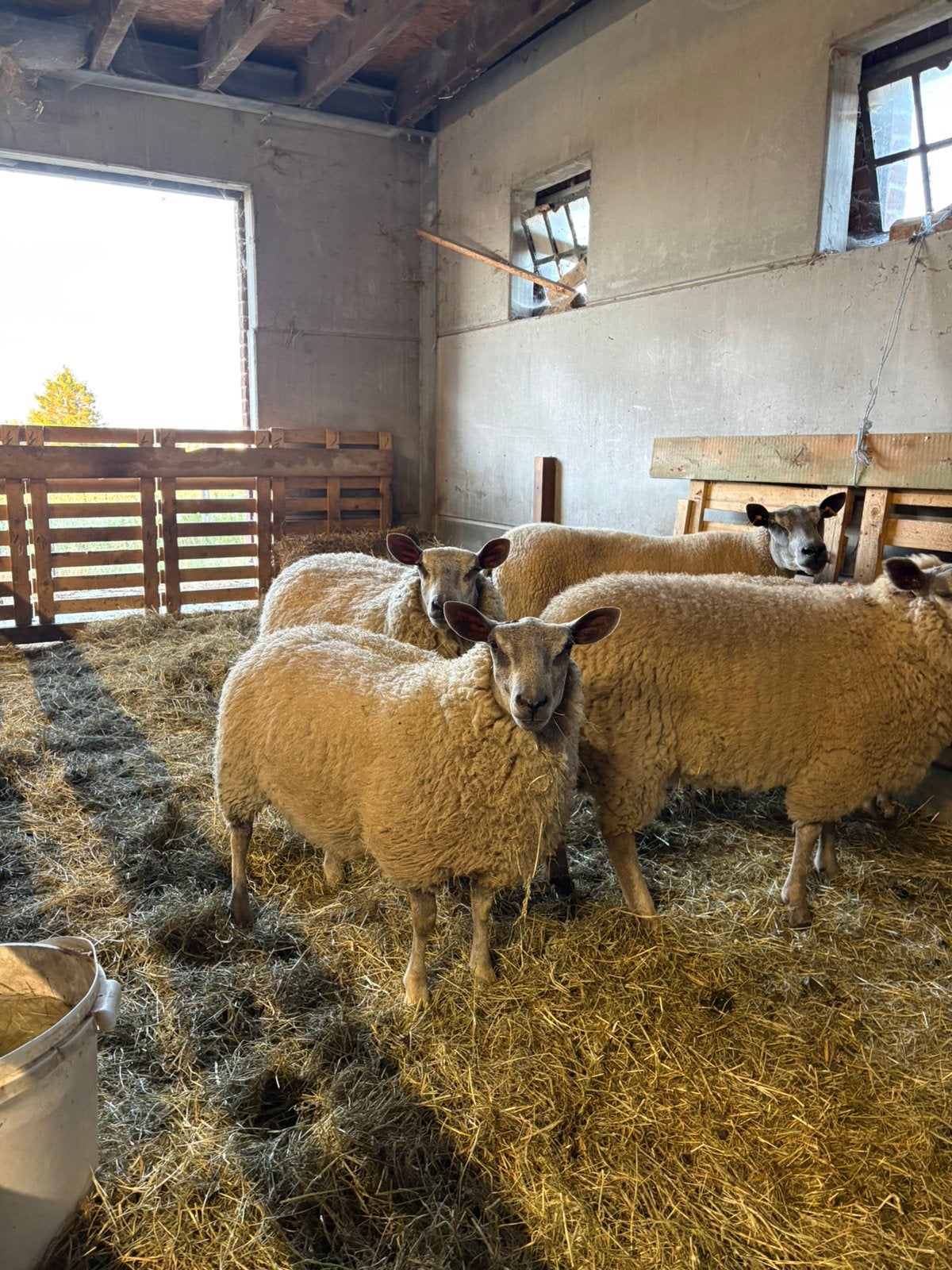 Ooilammeren te koop 2026, Dieren en Toebehoren, Vrouwelijk, Schaap, 0 tot 2 jaar