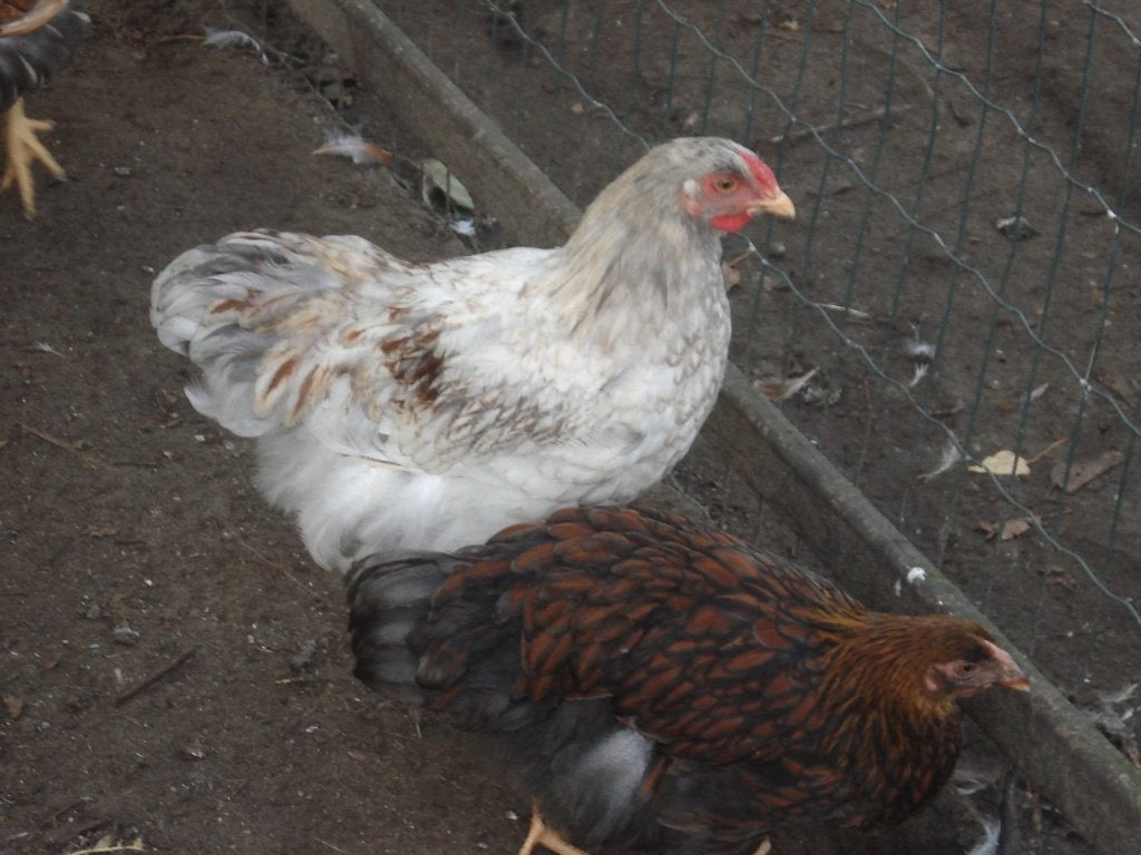 wyandotte hanen (gezoomd), Animaux & Accessoires, Volatiles, Mâle, Poule ou poulet