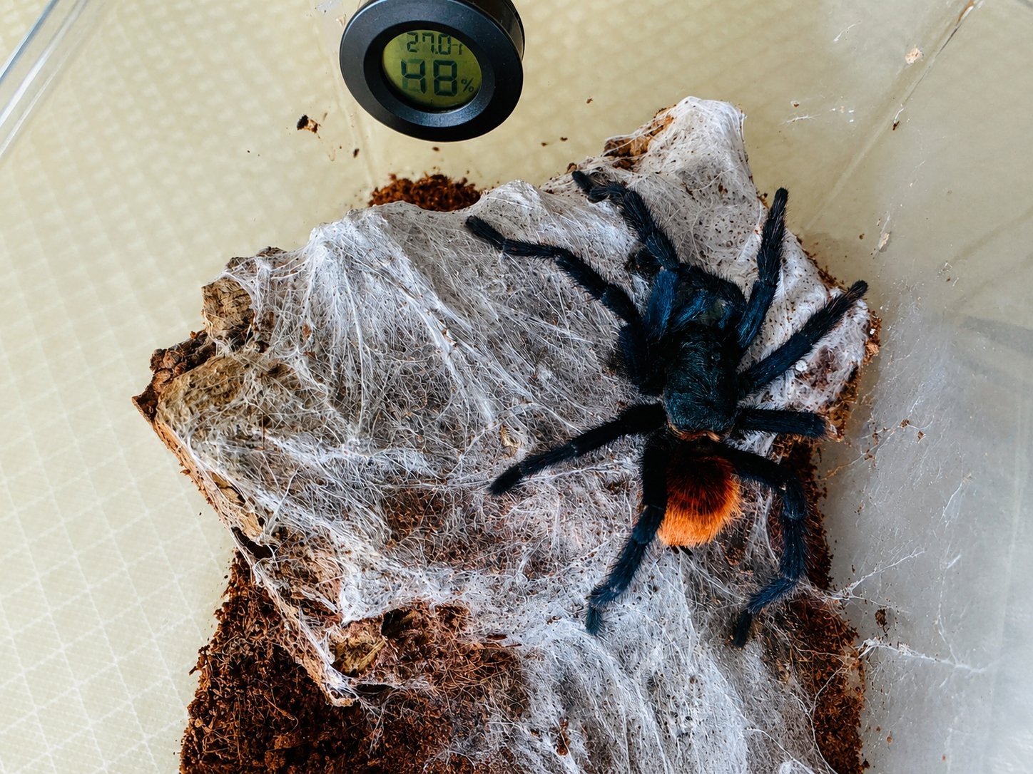 Chromatopelma cyaneopubescens (bouteille verte bleue), Animaux & Accessoires, Araignée ou Scorpion