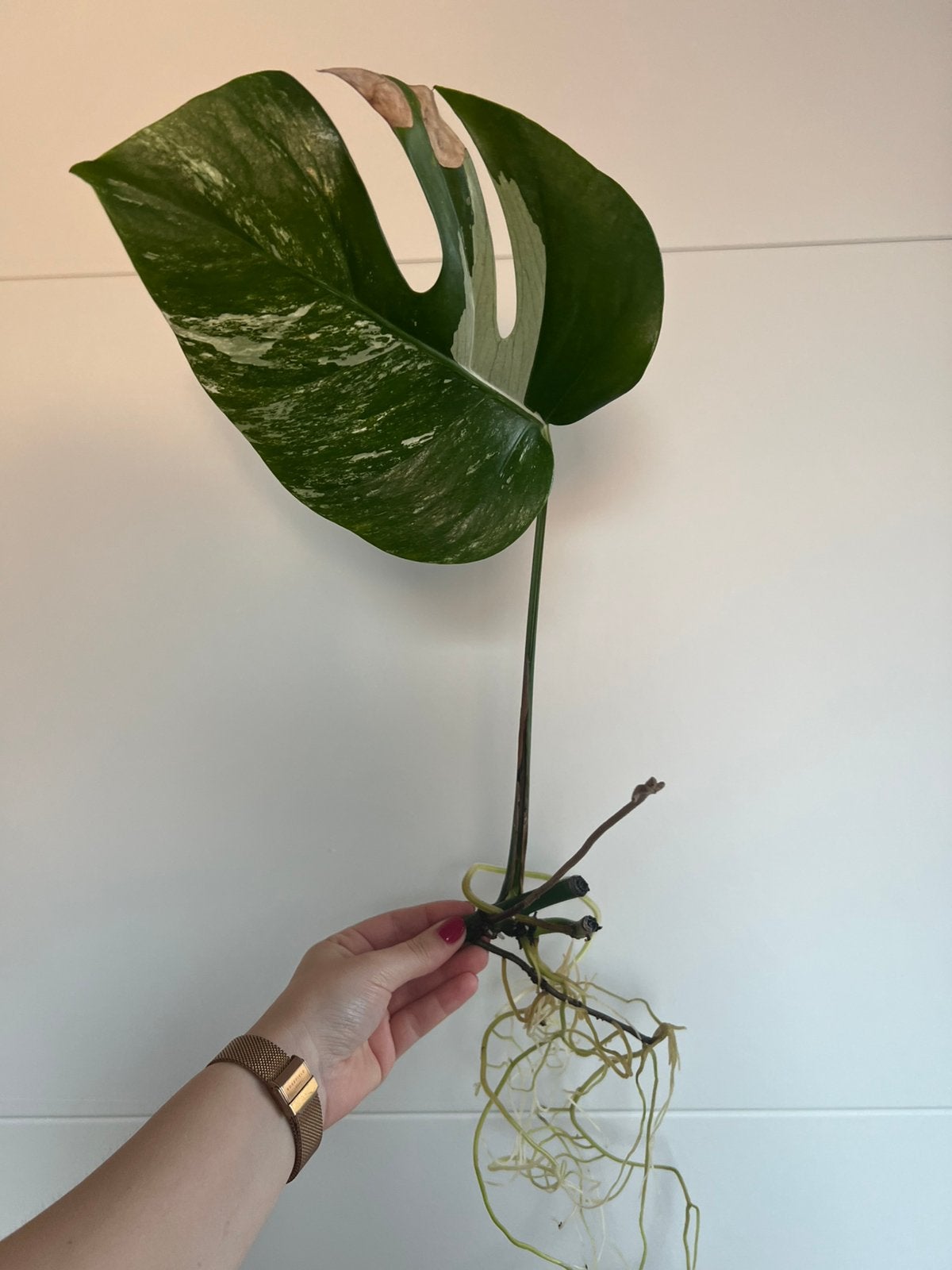 Monstera variegata stek, Ophalen