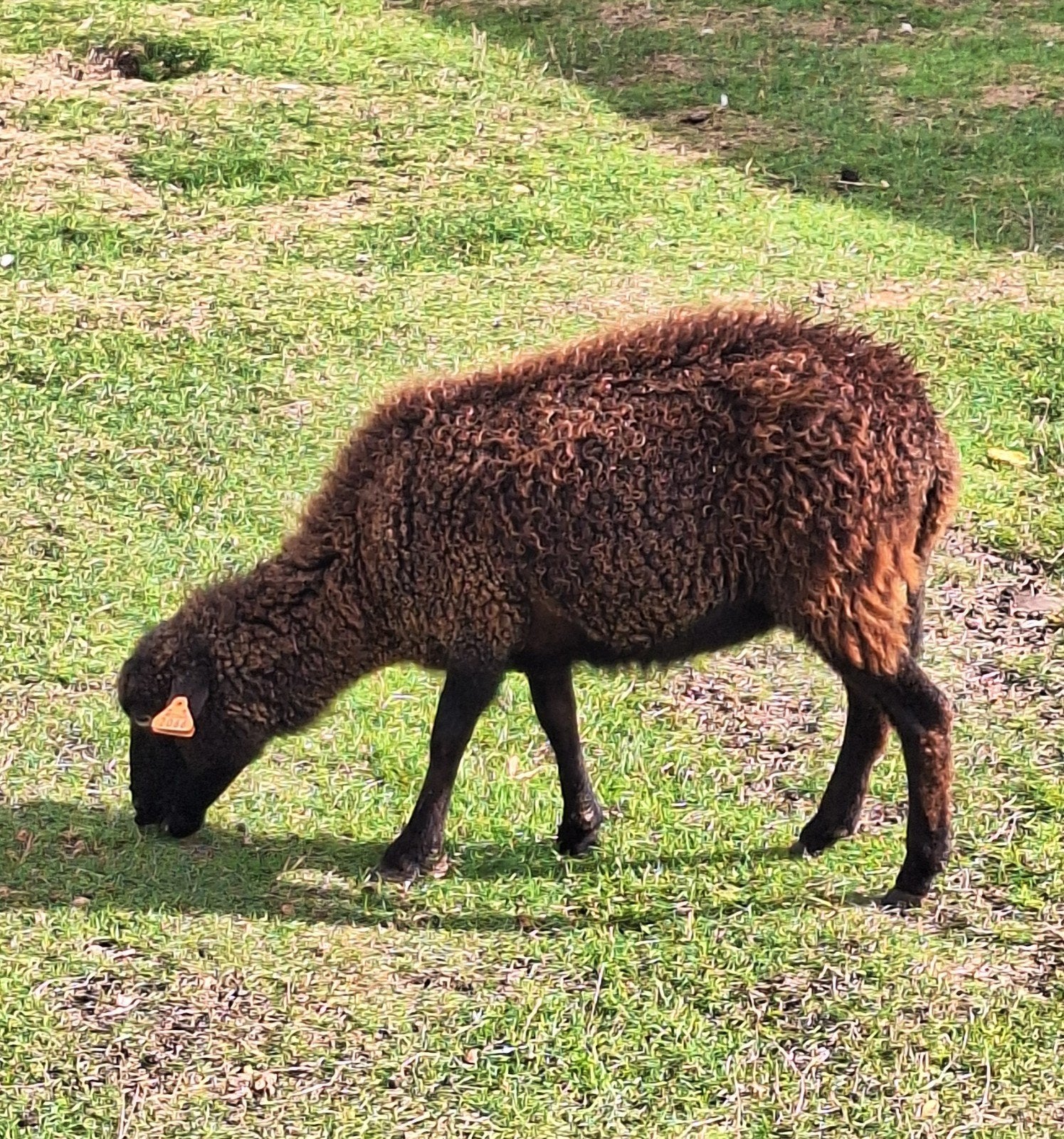 ouessant ooi, Dieren en Toebehoren, Vrouwelijk, Schaap, 3 tot 5 jaar