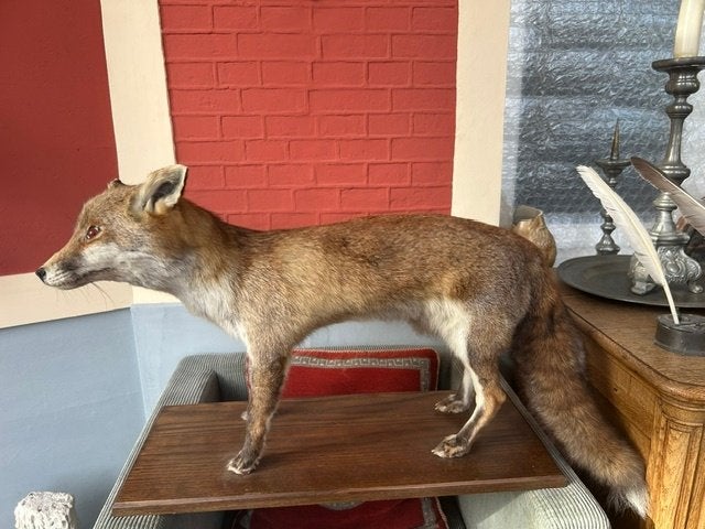 taxidermie opgezette vos, Dieren en Toebehoren, Januari, Geslacht onbekend