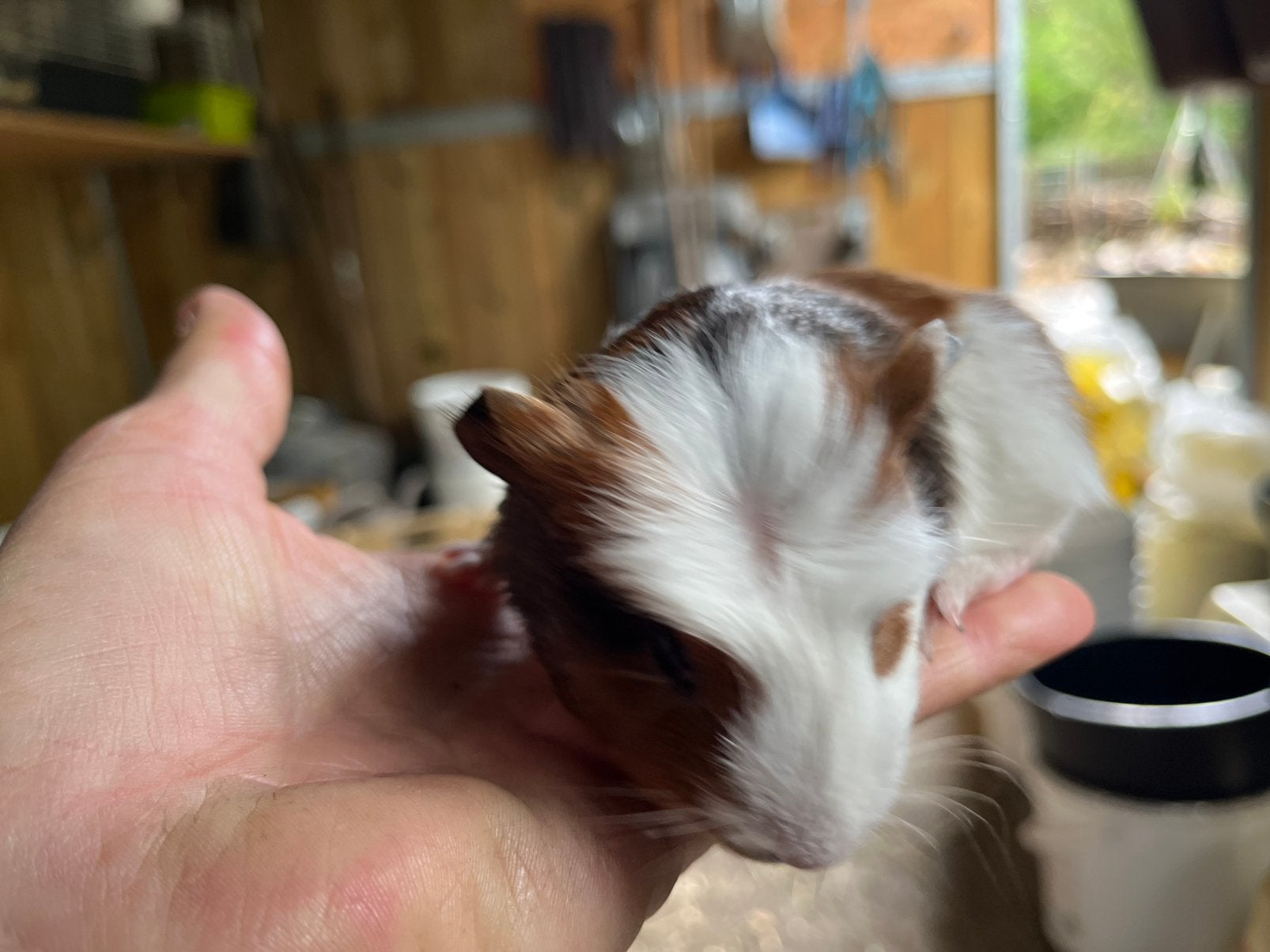 Leuke  cavia ‘s vrouwtjes en mannetjes in drie kleuren, Dieren en Toebehoren, Cavia, Meerdere dieren, Tam, September