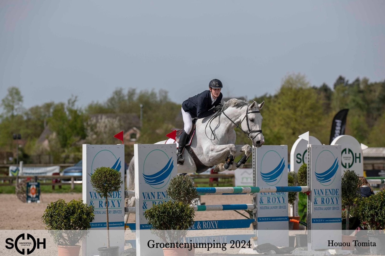 Springpaard - dressuurpaard, Met stamboom, Ruin, Dressuurpaard, L