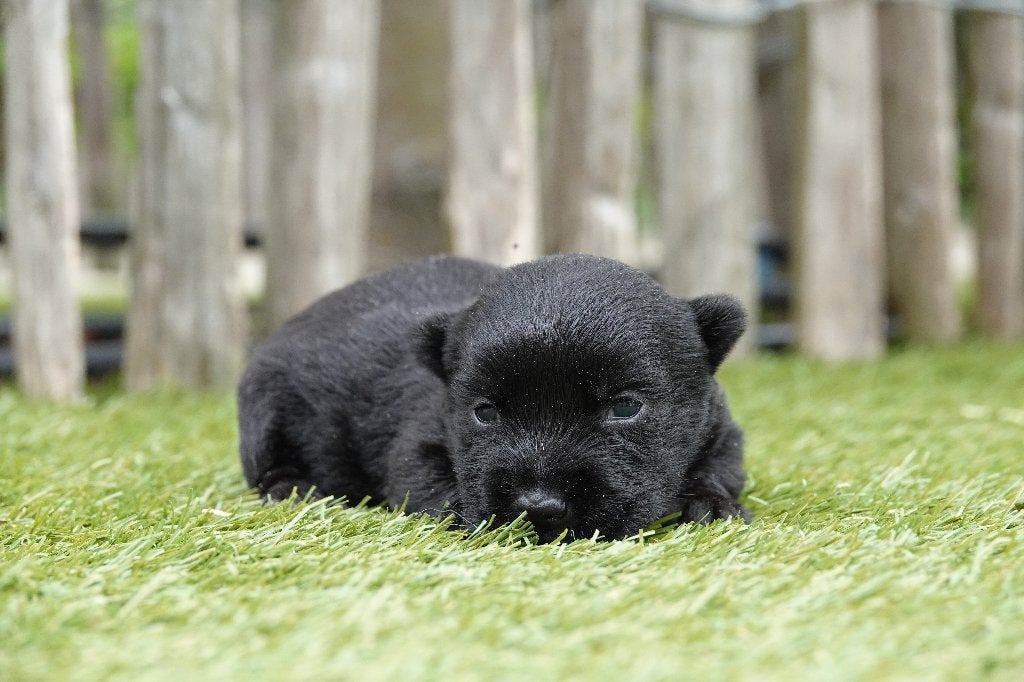 Prachtige Schotse Terriër pup, met stamboom, Dieren en Toebehoren, Honden | Jack Russells en Terriërs, België, Parvo, Overige rassen