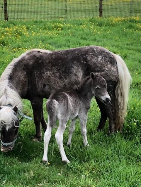 nmprs merrieveulentje, Dieren en Toebehoren, Merrie, Met stamboom, Niet van toepassing, 0 tot 2 jaar