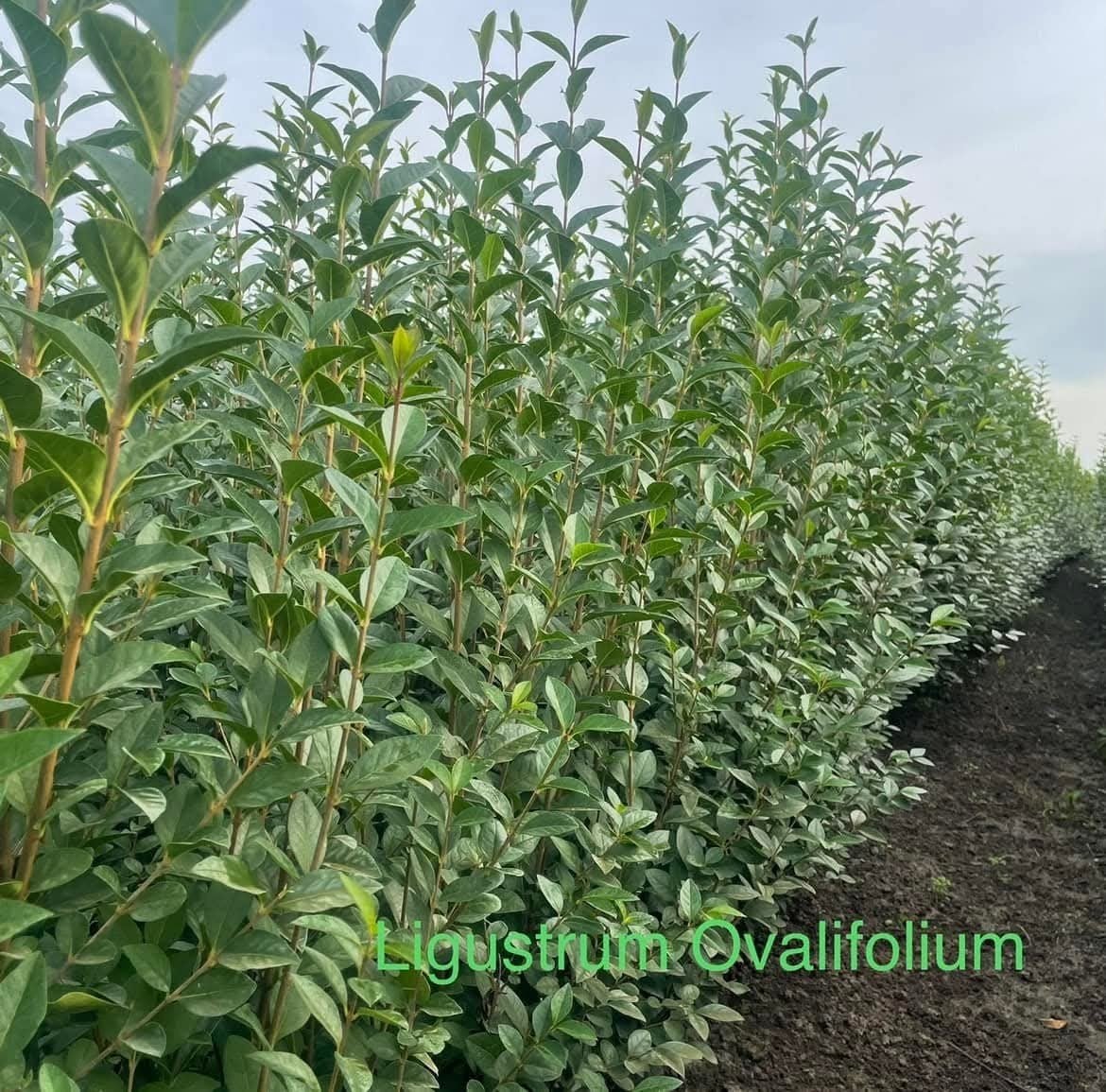 ‼️Ligustrum Ovalifolium aan promoprijzen ‼️, Ophalen, Taxus