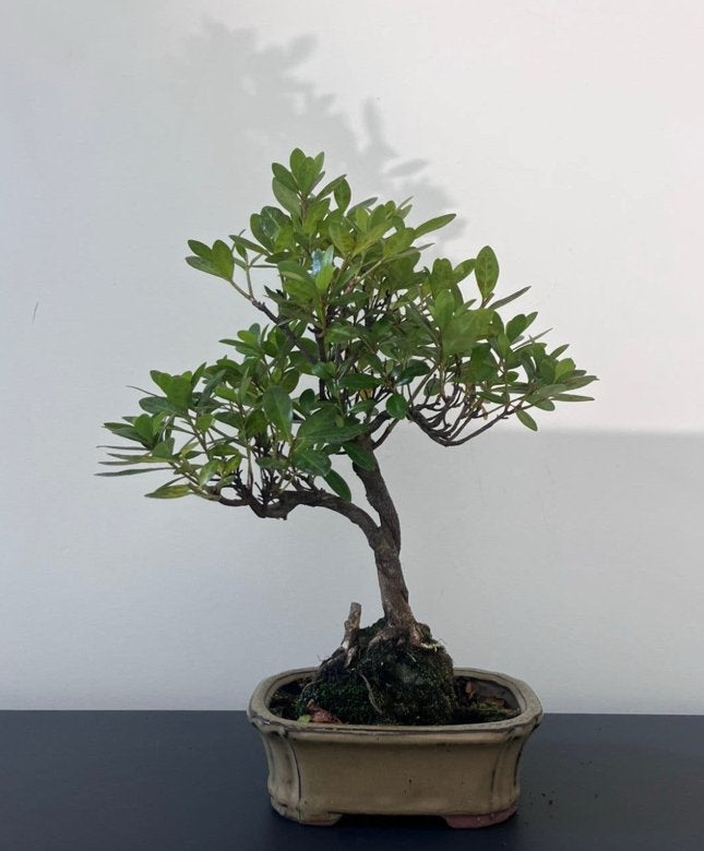 Azalea bonsai, Ophalen of Verzenden