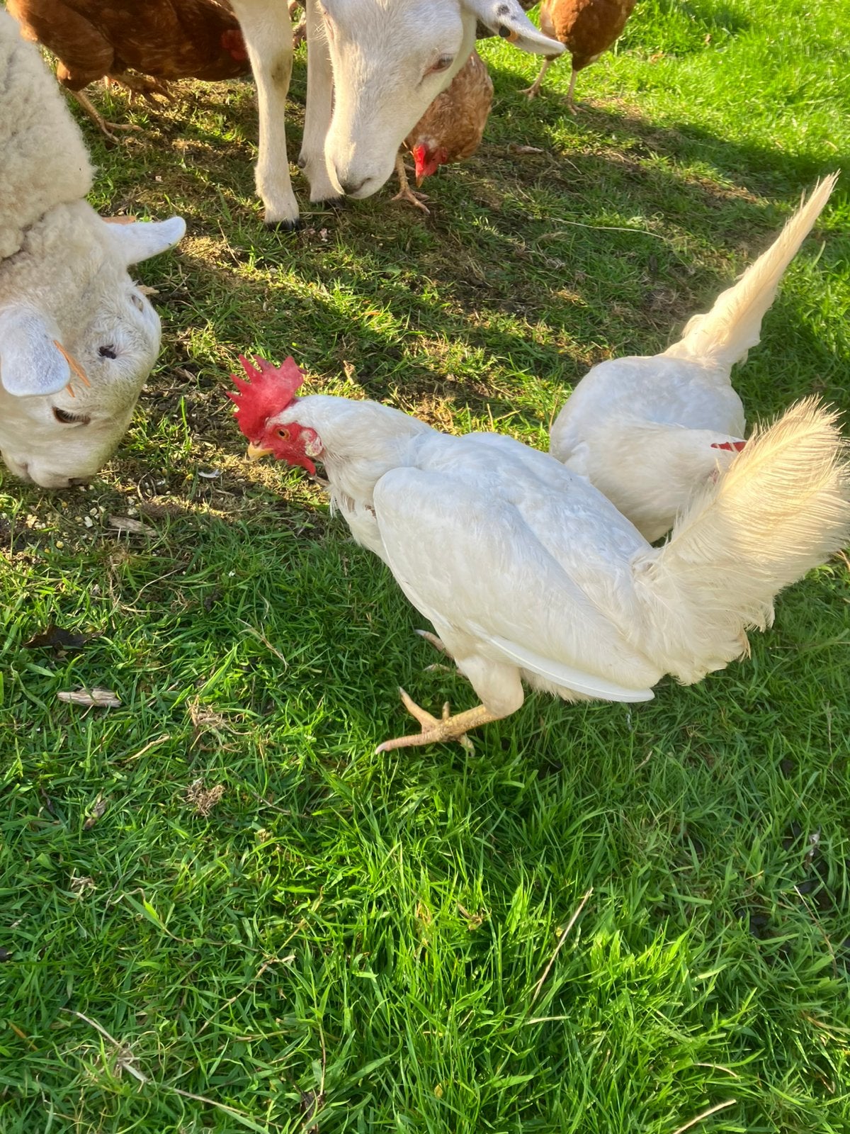 Legkippen, Femelle, Poule ou poulet