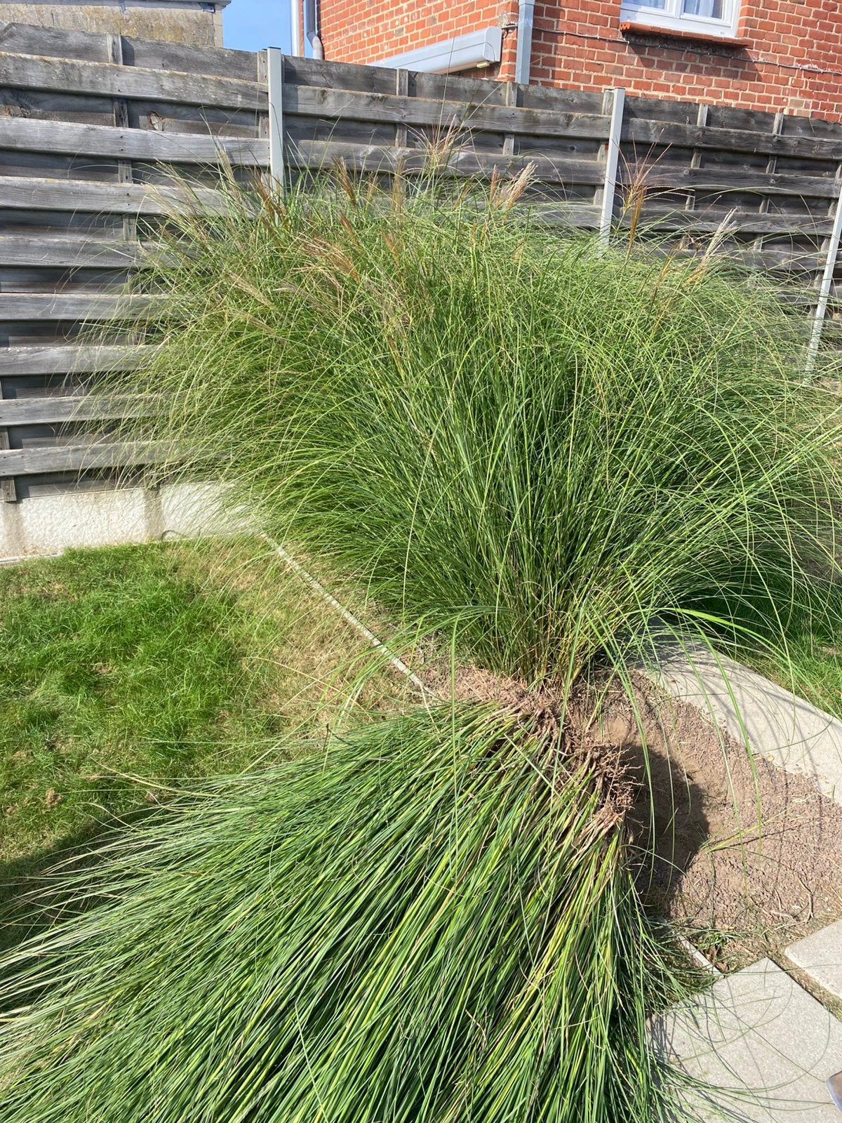 Gratis hoge siergrassen, Jardin & Terrasse, Enlèvement, Plante fixe, Graminées ornementales