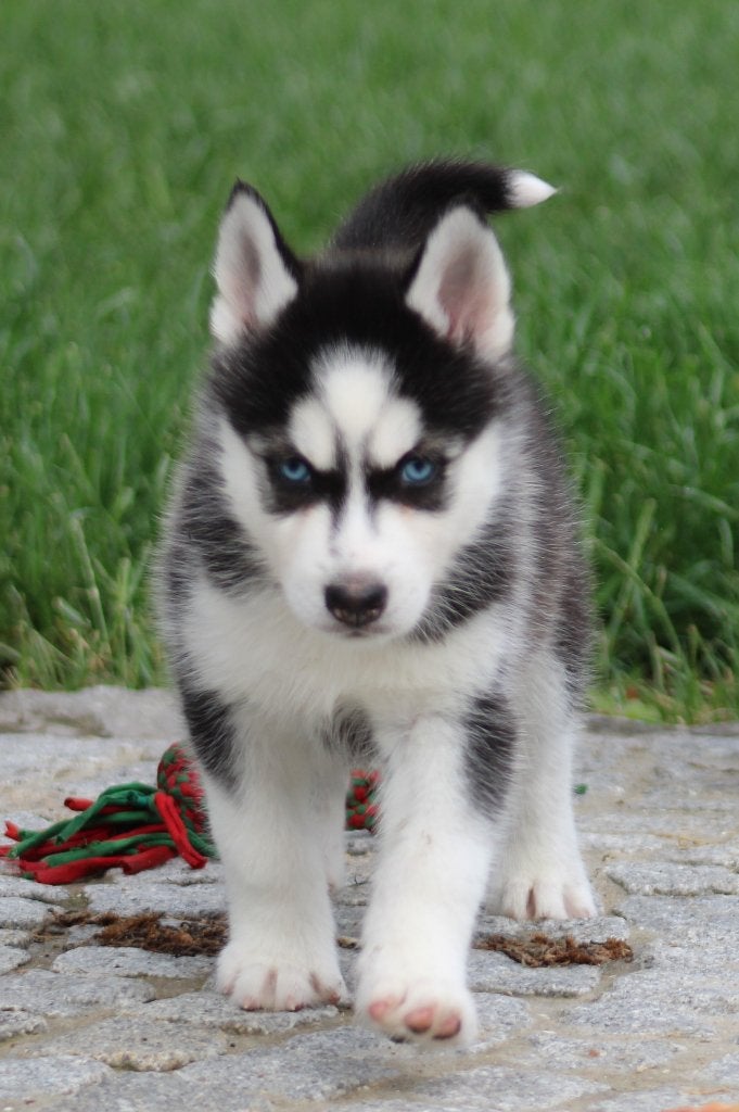 Husky pups, Parvo, België, 8 tot 15 weken, Teef