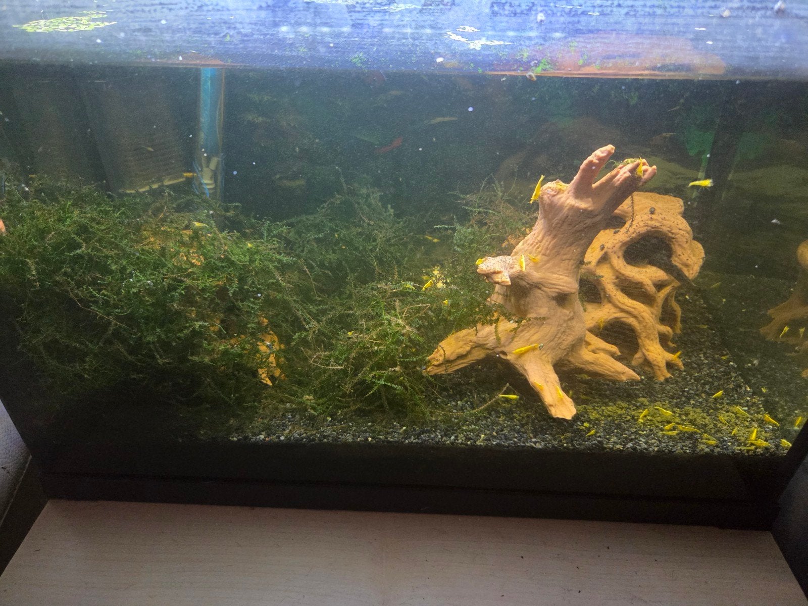 compleet aquarium met kweekgroep gele citroen garnaaltjes, Dieren en Toebehoren, Vissen | Aquaria en Toebehoren, Ophalen