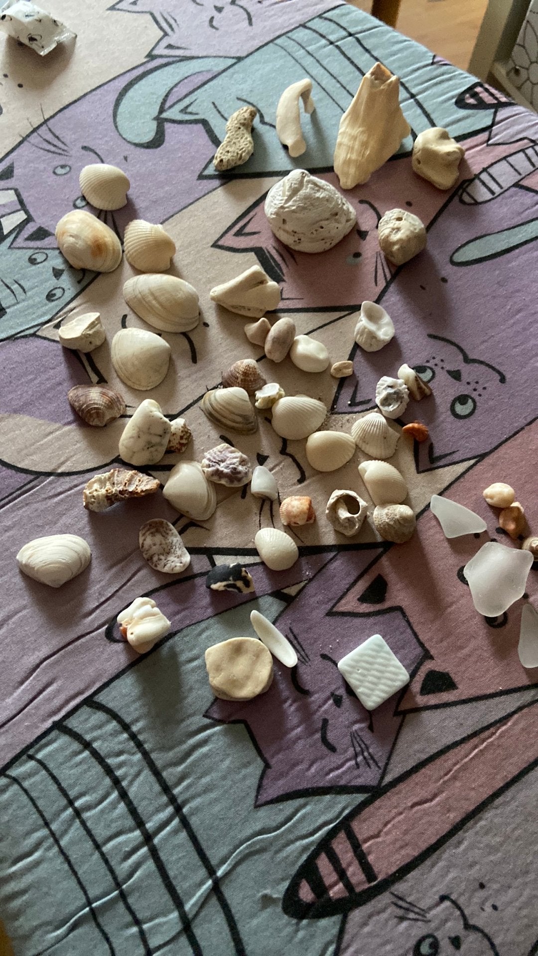 Coquillages. Conus, Envoi, Comme neuf